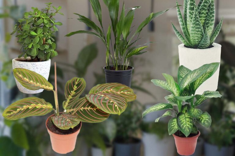 Cum întreținem plantele din casă – Sfaturi practice