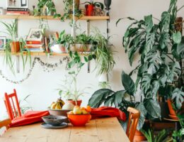 Photo Sfaturi practice pentru îngrijirea plantelor de interior și crearea unui spațiu verde în locuința ta